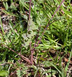 Smallflower fumewort